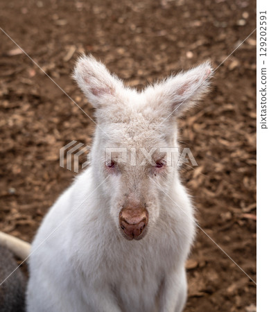 Albino white wallaby standing on dirt ground in Kangaroo Island, Australia 129202591