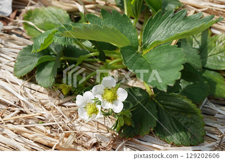 草莓花 20250401 草莓花 20250401 129202606