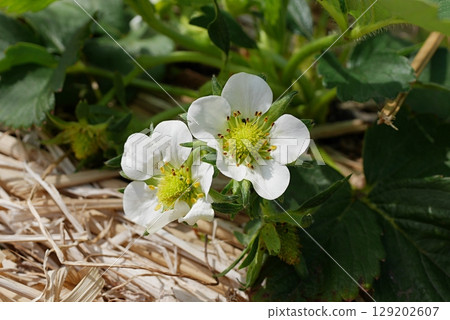 草莓花 20250402 129202607