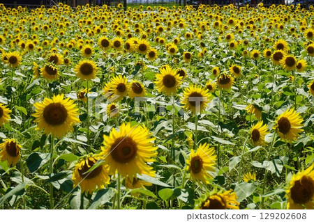 築前町道之站南野裡盛開的向日葵 129202608