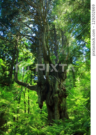 [Shimane Prefecture] Iwakura Cedar of the Breasts on Oki Island (Dogo) 129202669