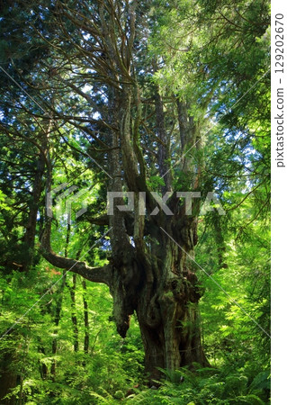 [Shimane Prefecture] Iwakura Cedar of the Breasts on Oki Island (Dogo) 129202670
