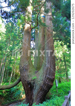[Shimane Prefecture] Turnip Cedar of Oki Island (Dōgo) 129202675