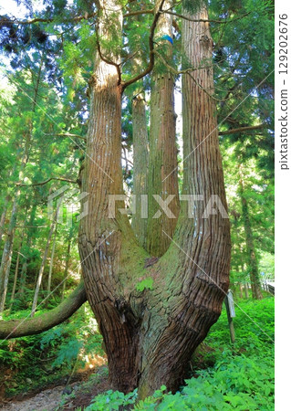 [Shimane Prefecture] Turnip Cedar of Oki Island (Dōgo) 129202676