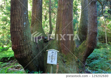 [Shimane Prefecture] Turnip Cedar of Oki Island (Dōgo) 129202680