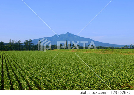 Beet fields and Mount Shari (Kiyosato Town, Hokkaido) 129202682