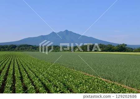 甜菜田和斜里山（北海道清裡町） 129202686