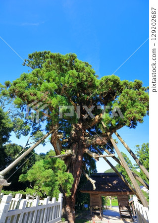 [Shimane Prefecture] Yaohyakusugi (Japanese cedar) at Tamawakasu Shrine on Oki Island (Dogo) 129202687
