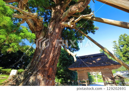 [Shimane Prefecture] Yaohyakusugi (Japanese cedar) at Tamawakasu Shrine on Oki Island (Dogo) 129202691