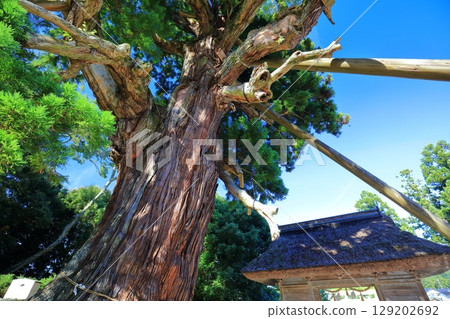 [Shimane Prefecture] Yaohyakusugi (Japanese cedar) at Tamawakasu Shrine on Oki Island (Dogo) 129202692
