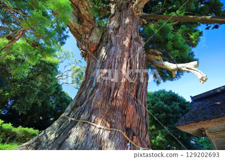 [Shimane Prefecture] Yaohyakusugi (Japanese cedar) at Tamawakasu Shrine on Oki Island (Dogo) 129202693