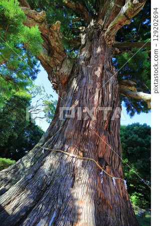 [Shimane Prefecture] Yaohyakusugi (Japanese cedar) at Tamawakasu Shrine on Oki Island (Dogo) 129202694