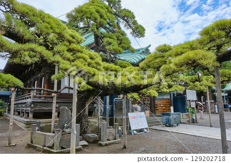 東京都葛飾區柴又帝釋天寺 - 帝釋堂與瑞龍松 129202718