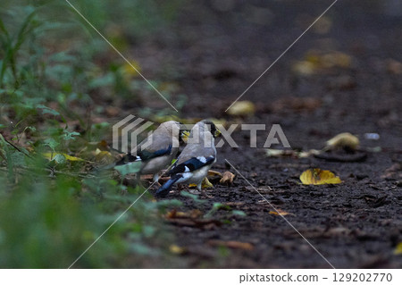 椋鳥父母和孩子 129202770