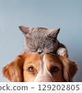 Cat sleeping on dog's head 129202805