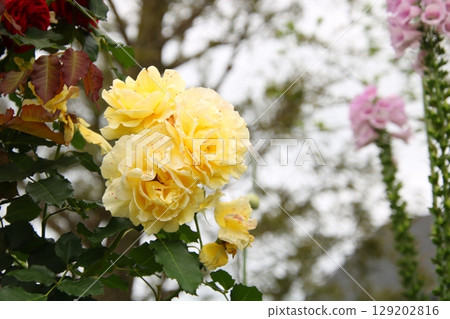 Image of a rose garden ⑦ Image of a rose garden ⑦ 129202816