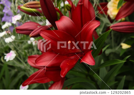 Red Lily⑤ 129202865