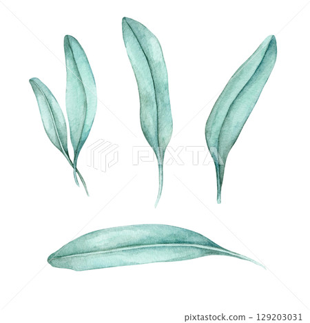 Watercolor clipart of separate sage leaves in different shapes and angles in soft green tones. Great for surface pattern design, herbal logo elements, nature-based branding, or fabric prints Watercolor clipart of separate sage leaves in different shapes and angles in soft green tones. Great for surface pattern design, herbal logo elements, nature-based branding, or fabric prints 129203031