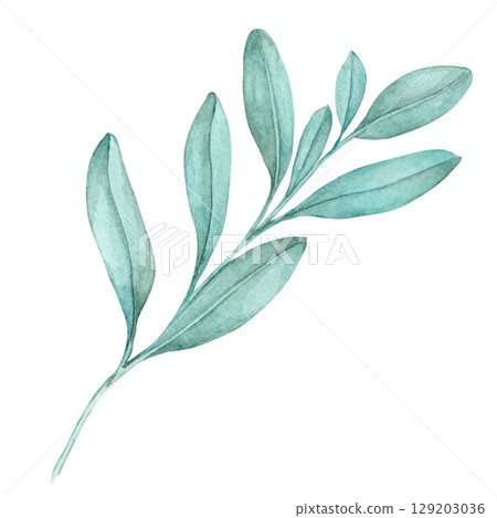 Watercolor clipart of green sage stem with elongated leaves in hand-painted detail. Perfect for food packaging, DIY herb prints, fabric patterns, or rustic and botanical-themed invitations 129203036
