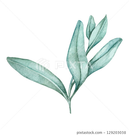 Botanical sage sprig in muted green tones as a detailed watercolor clipart. Great for spice labels, herbal product packaging, planner stickers, logo design, or organic-themed branding assets Botanical sage sprig in muted green tones as a detailed watercolor clipart. Great for spice labels, herbal product packaging, planner stickers, logo design, or organic-themed branding assets 129203038