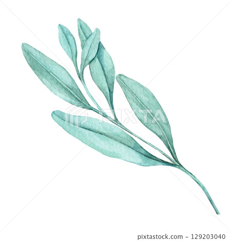 Green sage leaves in soft hues painted in a botanical watercolor clipart. Ideal for packaging design, kitchen wall art, recipe cards, herb-themed stationery, and eco branding materials Green sage leaves in soft hues painted in a botanical watercolor clipart. Ideal for packaging design, kitchen wall art, recipe cards, herb-themed stationery, and eco branding materials 129203040