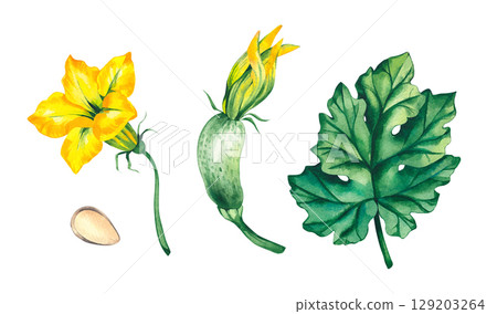 Watercolor set with zucchini, greens and summer vegetables 129203264