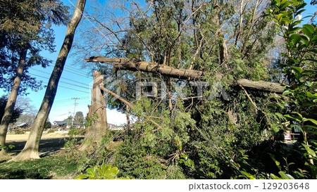 Fallen trees caused by an unseasonable rainstorm Fallen trees caused by an unseasonable rainstorm 129203648