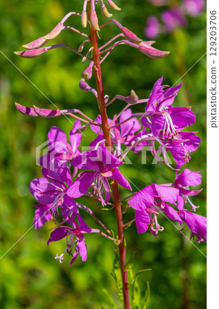Wonderful flowering fireweed Chamaenerion angustifolium highlighted by the evening sun. A bunch of marvelous blossoming rosebay willowherbs Wonderful flowering fireweed Chamaenerion angustifolium highlighted by the evening sun. A bunch of marvelous blossoming rosebay willowherbs 129203706