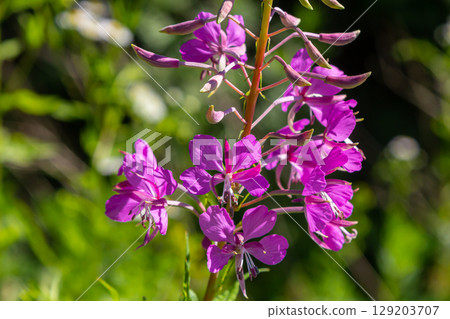 Wonderful flowering fireweed Chamaenerion angustifolium highlighted by the evening sun. A bunch of marvelous blossoming rosebay willowherbs Wonderful flowering fireweed Chamaenerion angustifolium highlighted by the evening sun. A bunch of marvelous blossoming rosebay willowherbs 129203707