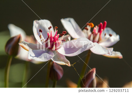 Photo butomus umbellatus flower burchardia, macro photo, forest water lily flower, summer spring, botany, background pink Photo butomus umbellatus flower burchardia, macro photo, forest water lily flower, summer spring, botany, background pink 129203711