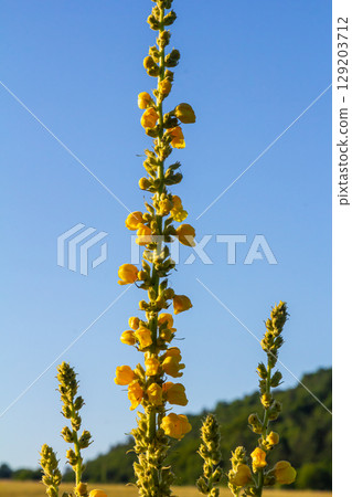 Common mullein - pale yellow flowers of verbascum nigrum plant, used as herb and medicine - growing in the medicinal garden Common mullein - pale yellow flowers of verbascum nigrum plant, used as herb and medicine - growing in the medicinal garden 129203712