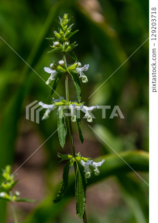 Flower of Stachys annua in May. Wild growing on Mount Kalvarija Nitra 129203718
