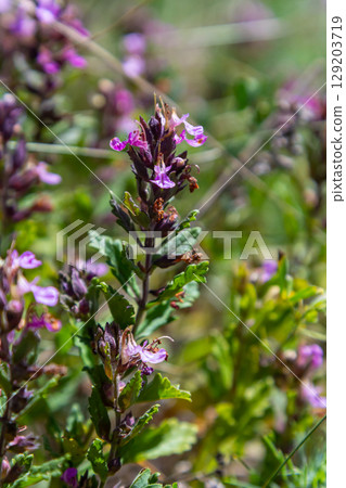 In summer, Teucrium chamaedrys grows in the wild among grasses 129203719