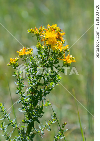 flowers of Saint Johns wort, Hypericum perforatum 129203720