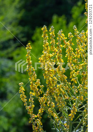 Common mullein - pale yellow flowers of verbascum nigrum plant, used as herb and medicine - growing in the medicinal garden Common mullein - pale yellow flowers of verbascum nigrum plant, used as herb and medicine - growing in the medicinal garden 129203721