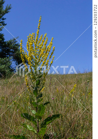 Common mullein - pale yellow flowers of verbascum nigrum plant, used as herb and medicine - growing in the medicinal garden 129203722
