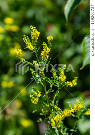 In the wild bloom Melilotus officinalis - honey, essential oil and medicinal plant In the wild bloom Melilotus officinalis - honey, essential oil and medicinal plant 129203727