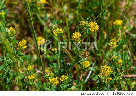 Medicago falcata, plant species of the genus Medicago. It is native to much of Europe and Asia 129203730
