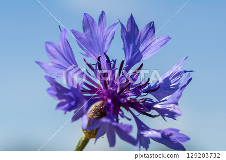 Centaurea cyanus is the common cornflower in our fields Centaurea cyanus is the common cornflower in our fields 129203732