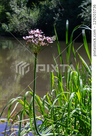 Photo butomus umbellatus flower burchardia, macro photo, forest water lily flower, summer spring, botany, background pink 129203736