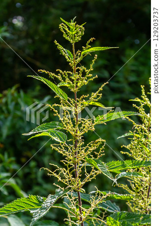 Urtica dioica or stinging nettle, in the garden. Stinging nettle, a medicinal plant that is used as a bleeding, diuretic, antipyretic, wound healing, antirheumatic agent Urtica dioica or stinging nettle, in the garden. Stinging nettle, a medicinal plant that is used as a bleeding, diuretic, antipyretic, wound healing, antirheumatic agent 129203737