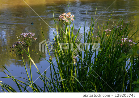 Photo butomus umbellatus flower burchardia, macro photo, forest water lily flower, summer spring, botany, background pink 129203745