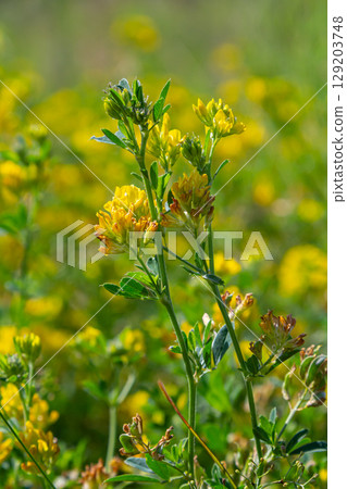 Medicago falcata, plant species of the genus Medicago. It is native to much of Europe and Asia Medicago falcata, plant species of the genus Medicago. It is native to much of Europe and Asia 129203748
