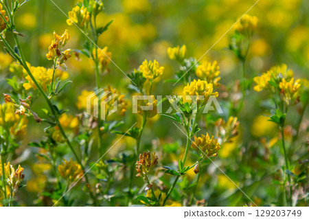 Medicago falcata, plant species of the genus Medicago. It is native to much of Europe and Asia Medicago falcata, plant species of the genus Medicago. It is native to much of Europe and Asia 129203749