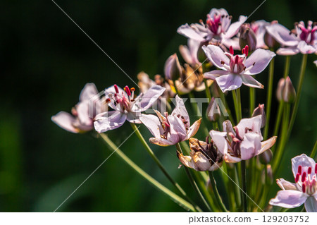 Photo butomus umbellatus flower burchardia, macro photo, forest water lily flower, summer spring, botany, background pink Photo butomus umbellatus flower burchardia, macro photo, forest water lily flower, summer spring, botany, background pink 129203752