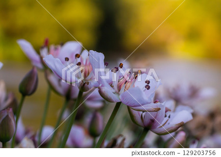 Photo butomus umbellatus flower burchardia, macro photo, forest water lily flower, summer spring, botany, background pink 129203756