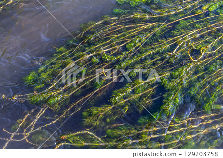 Ceratophyllum demersum aquatic plant in a stream Ceratophyllum demersum aquatic plant in a stream 129203758