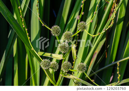 Branched hedgehog Sparganium erectum - flowering plant in the garden pond of a natural garden Branched hedgehog Sparganium erectum - flowering plant in the garden pond of a natural garden 129203760