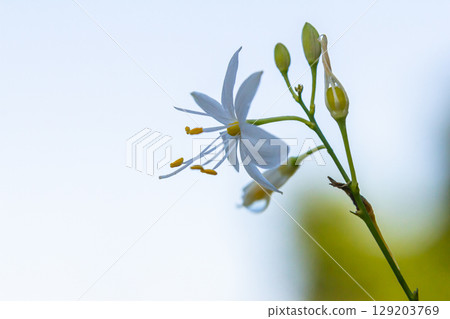 Fragile white and yellow flowers of Anthericum ramosum, star-shaped, growing in a meadow in the wild, blurred green background, warm colors, bright and sunny summer day 129203769