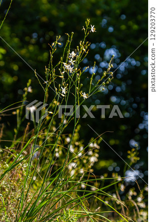 Fragile white and yellow flowers of Anthericum ramosum, star-shaped, growing in a meadow in the wild, blurred green background, warm colors, bright and sunny summer day Fragile white and yellow flowers of Anthericum ramosum, star-shaped, growing in a meadow in the wild, blurred green background, warm colors, bright and sunny summer day 129203770